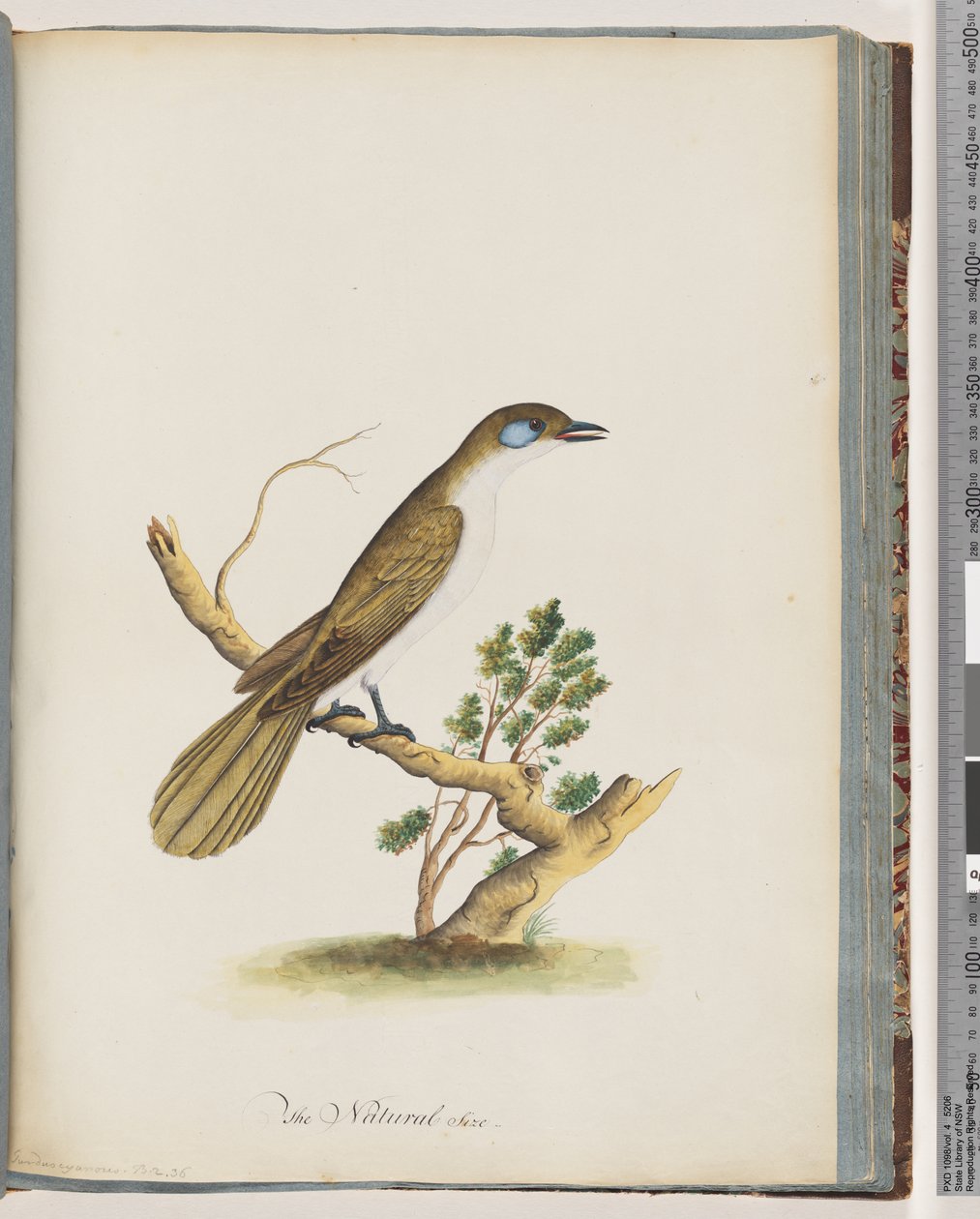 61. oldal Kékarcú Mézédes. Turdus cyanoris. Kékarcú rigó alkotó: Unknown artist