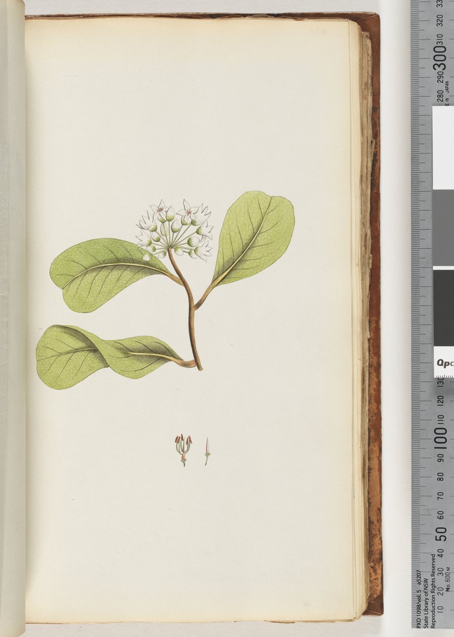 61a. oldal. A mangrove fa alkotó: Unknown artist