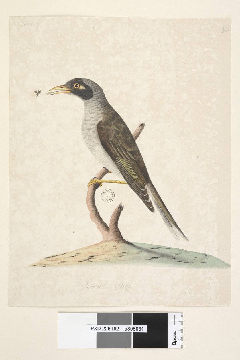 62. oldal június. Természetes méretű Noisy Miner Myzantha melanocephala, 1791-92 alkotó: Unknown artist