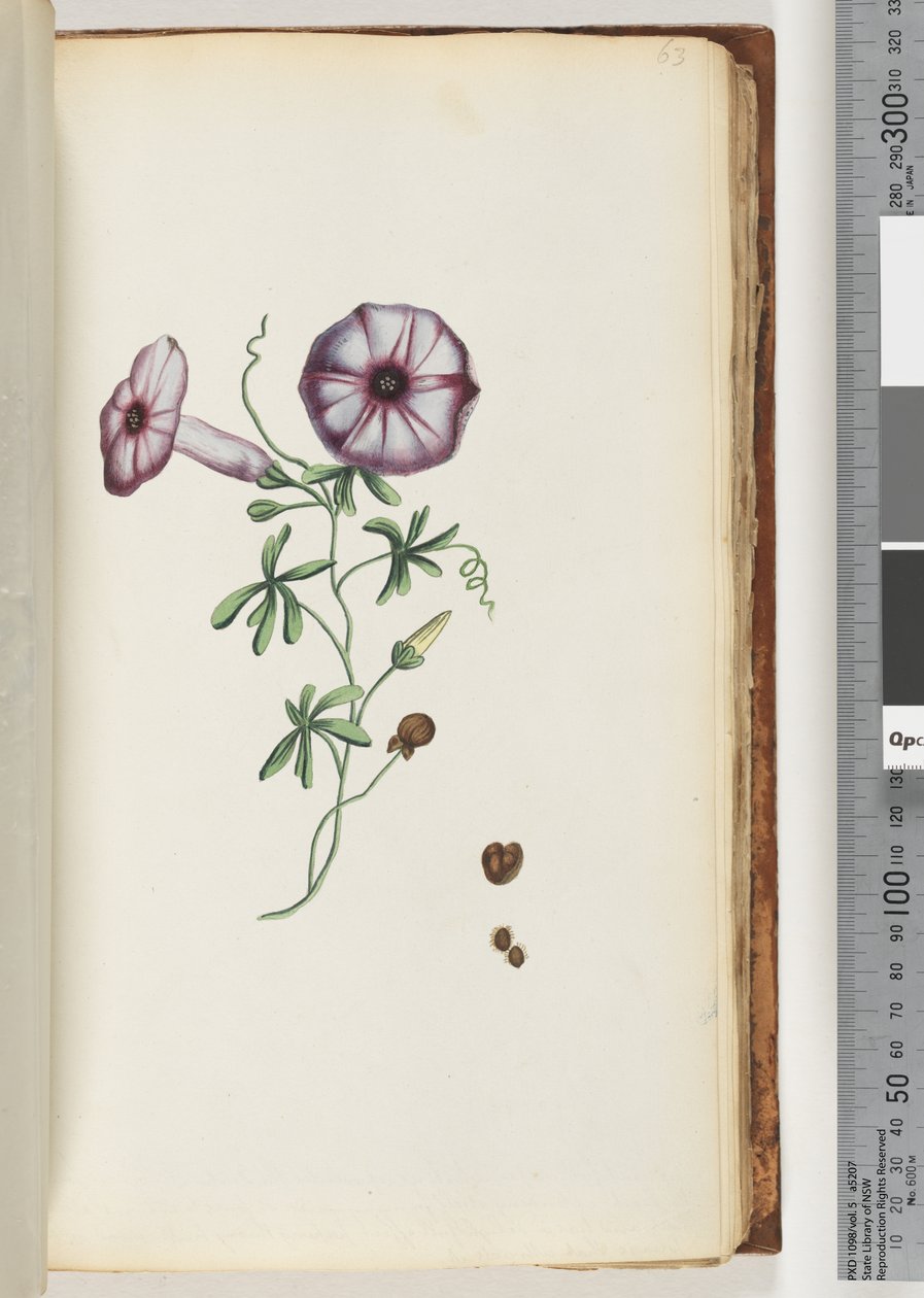 63. oldal Convolvulus alkotó: Unknown artist