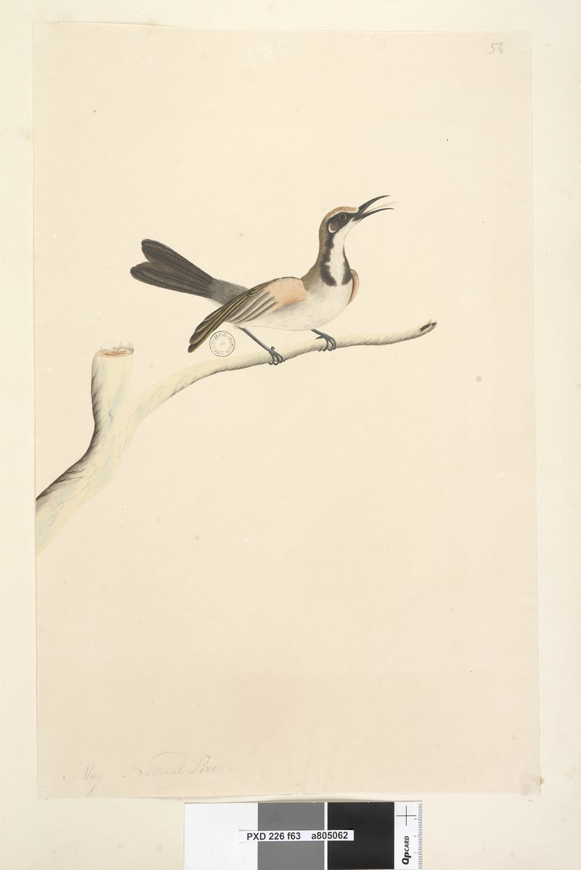 63. oldal május. Természetes méretű Tawny Crown Honeyeater Phylidonyris melanops, 1791-92 alkotó: Unknown artist