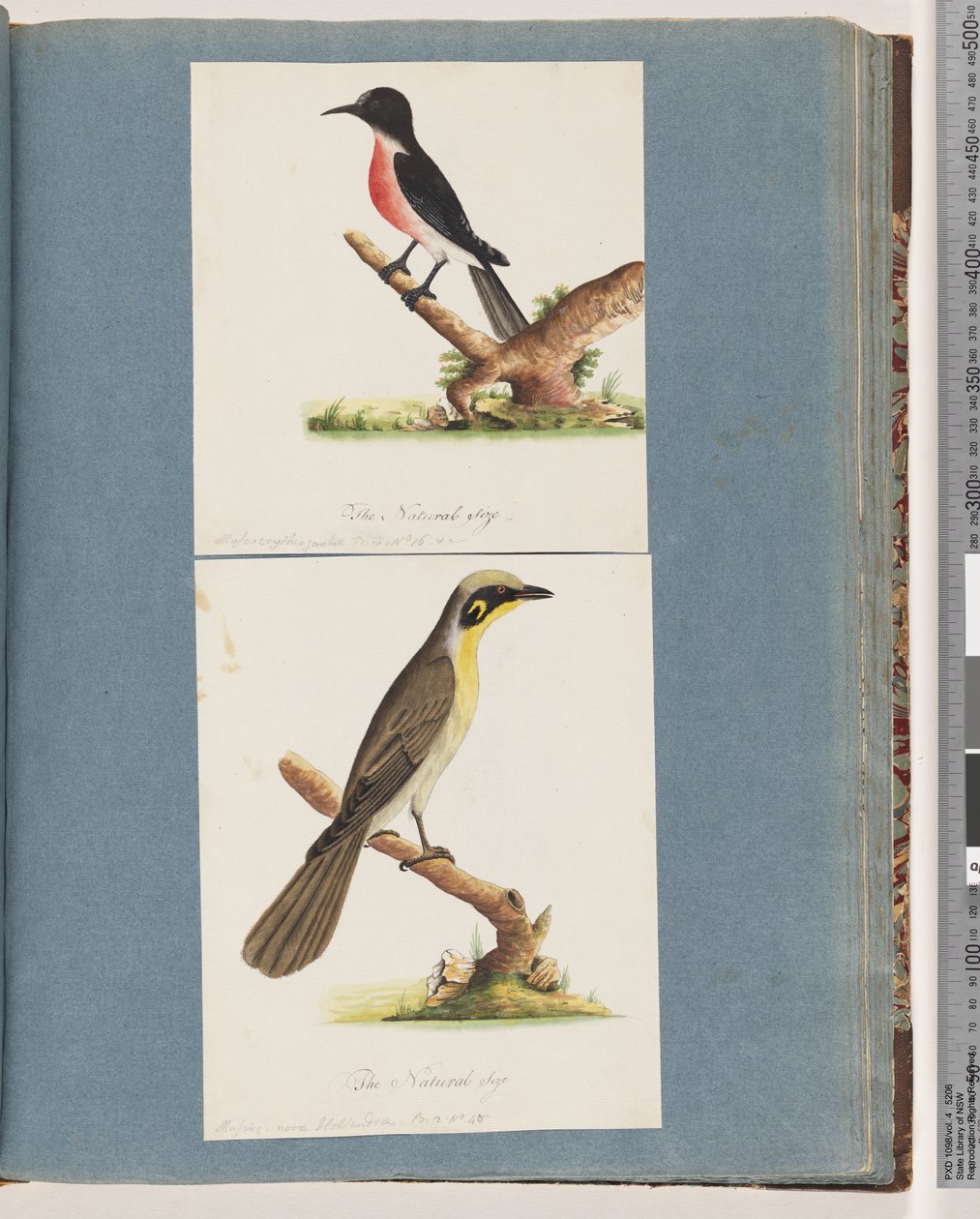 64. oldal Scarlet Robin. A crythrogastra légy. 65. Sárgabojtos mézkakas. Muscicapa Nova Hollandiae alkotó: Unknown artist