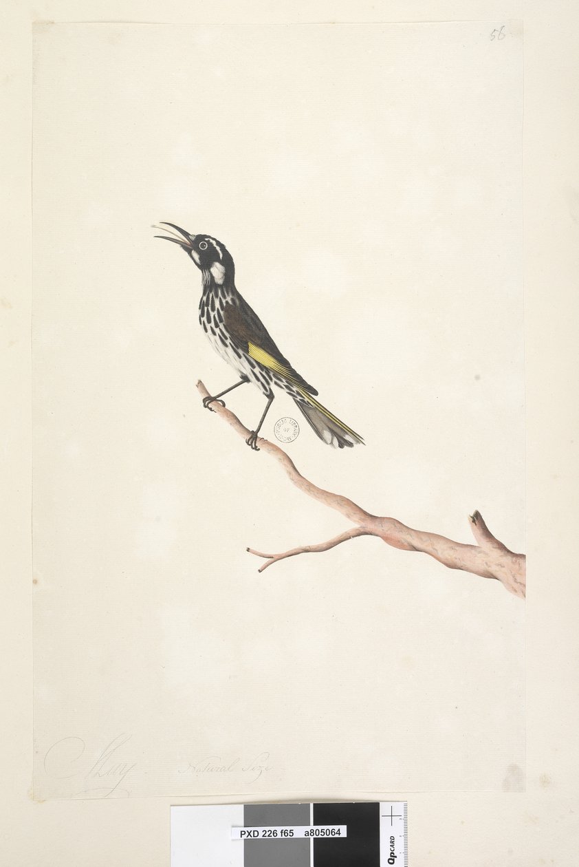 65. oldal Május, természetes méretű Sárgaszárnyas Mézvirág New Holland, 1791-92 alkotó: Unknown artist