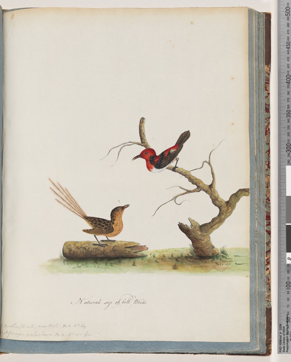 66. oldal 1. Scarlet Honeyeater. Certhia/Honeyeater/Kelet. 2. Azonosítatlan madár. Muscicapa malachura alkotó: Unknown artist