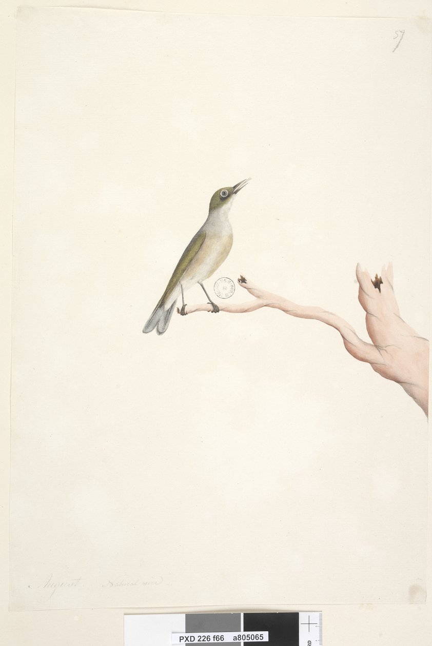 66. oldal augusztus. Természetes méretű szürke, hátas Silvereye Zosterops lateralis, 1791-92 alkotó: Unknown artist