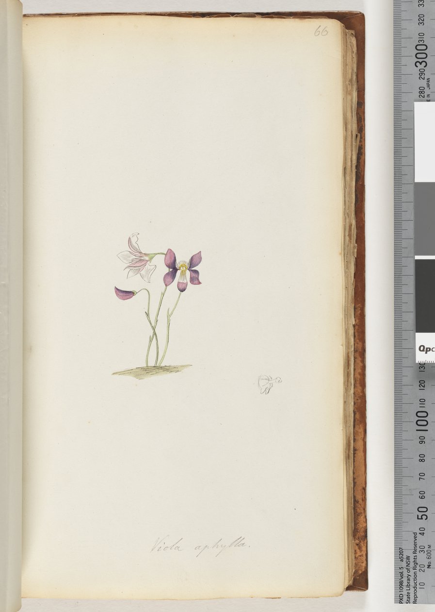 66. oldal Viola aphylla / Wild Violet alkotó: Unknown artist