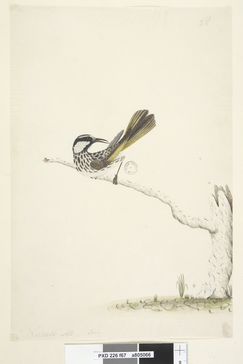 67. oldal Természetes méret, június fehér, pofás mézkakas Phylidonyris nigra, 1791-92 alkotó: Unknown artist