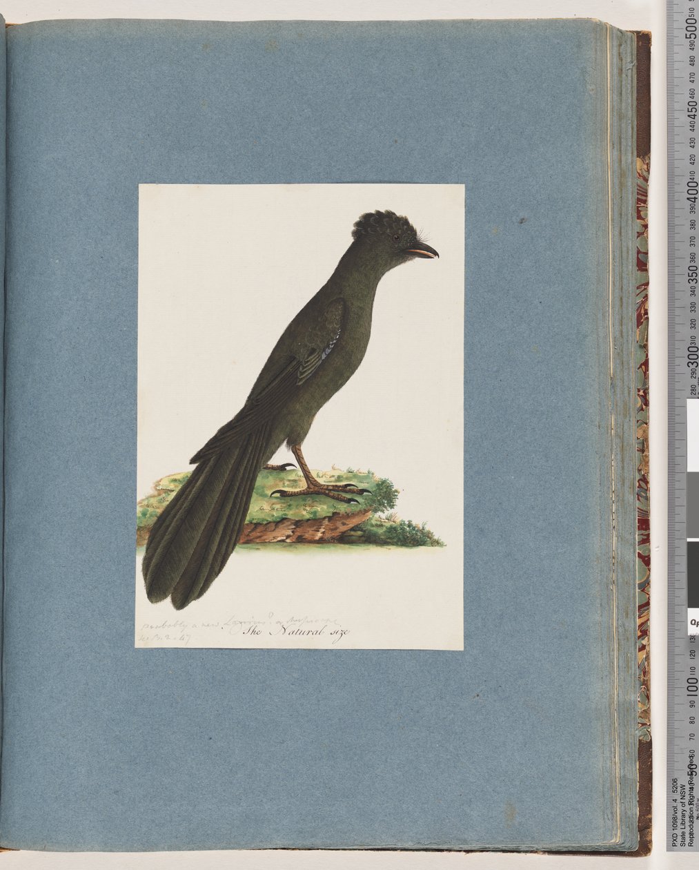 67. oldal Azonosítatlan madár. Esetleg új Lanius vagy Muscicapa alkotó: Unknown artist