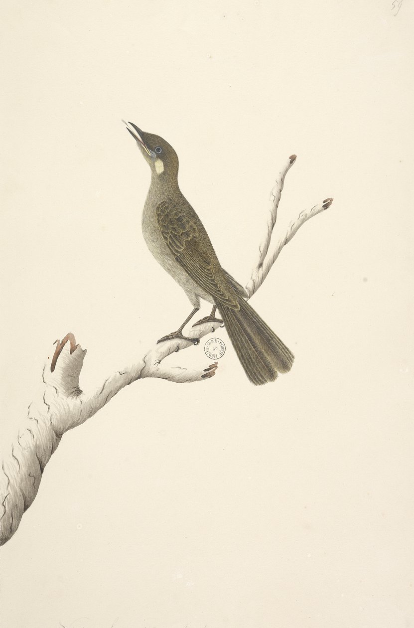 68. oldal Természetes méret, August Lewin Honeyeater Meliphaga Lewinii, 1791-92 alkotó: Unknown artist