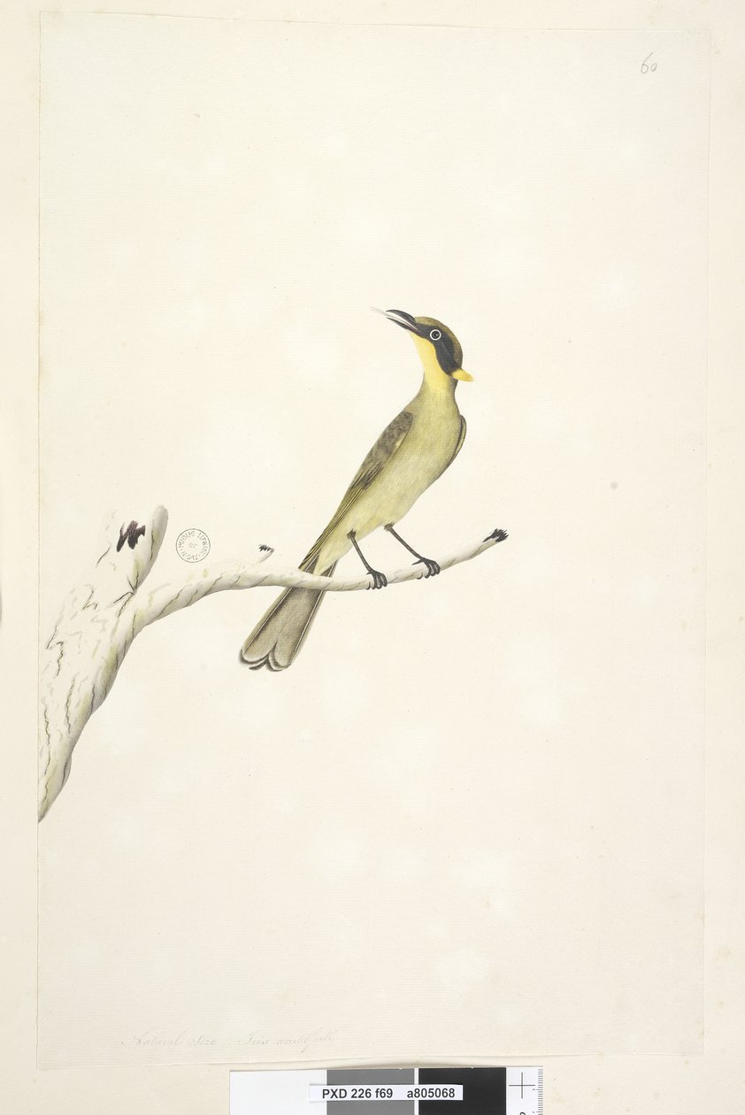 69. oldal Természetes méret. Kétes írisz sárga, bojtos mézkakas Lichenostomus melanops, 1791-92 alkotó: Unknown artist