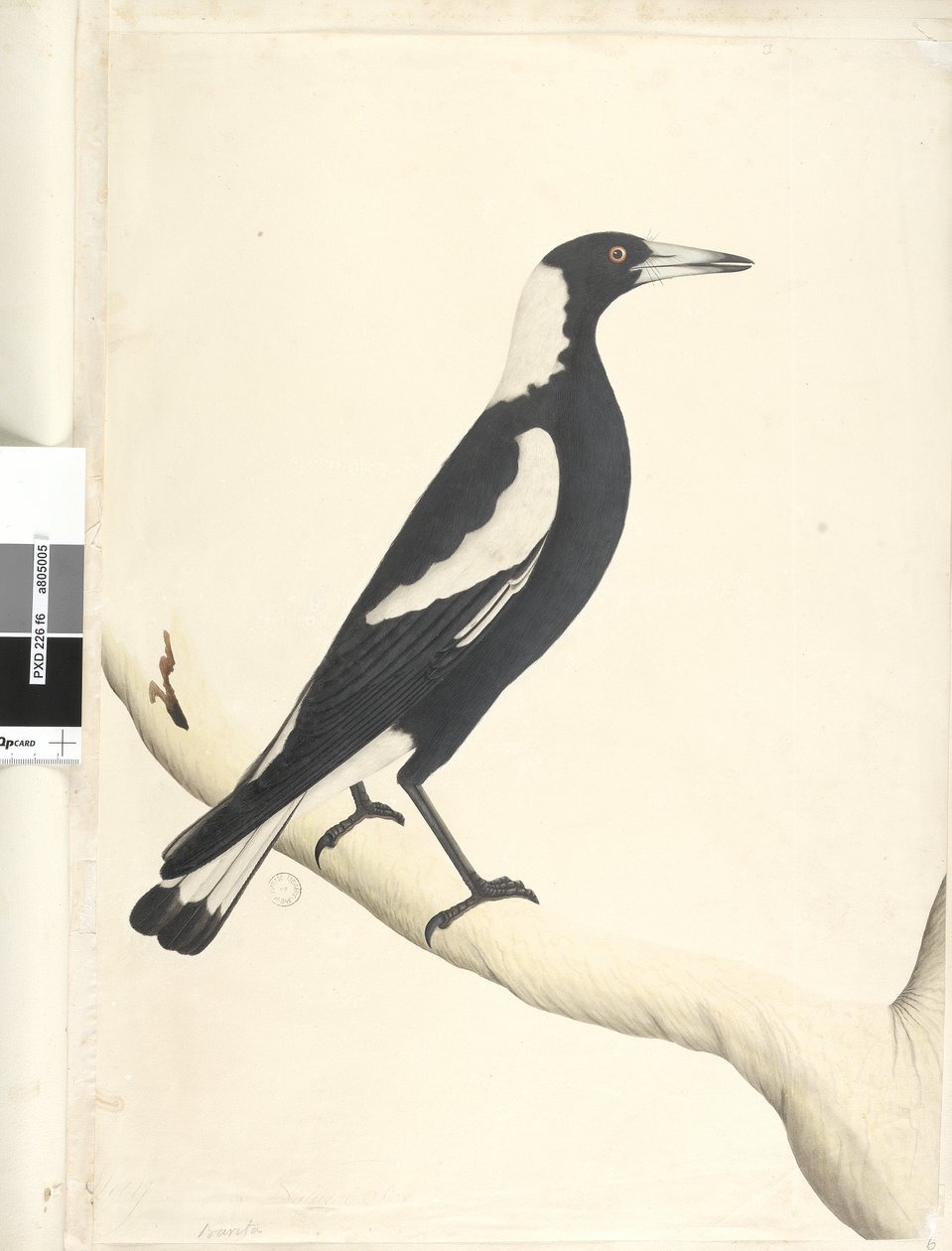 6. oldal Barita. fenti cím más kézben május. Természetes méret Fekete, Hátas Szarka Gymnorhina tibicen, 1791-92 alkotó: Unknown artist