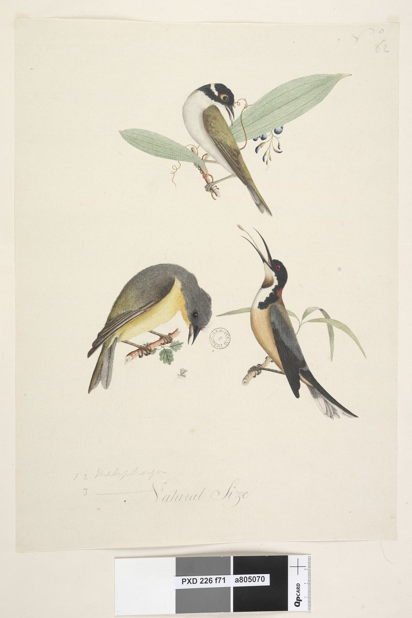 71. oldal 1, 2. Meliphaga. 3., ? alsó közepén különböző kézben Természetes méretben. Három madarat mutatunk be: 1. Fehér, naped Honeyeater alkotó: Unknown artist