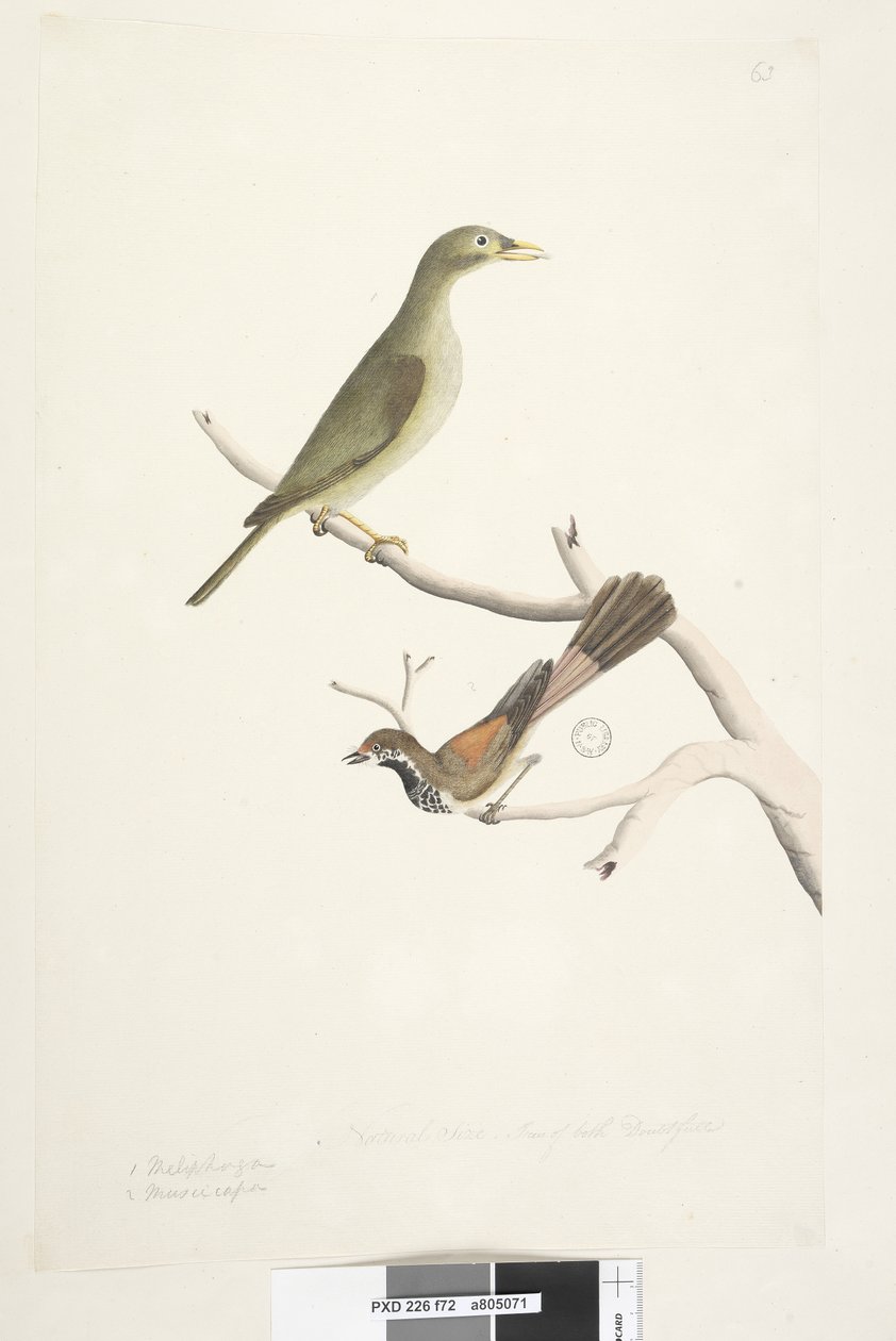 72. oldal 1. Meliphaga. 2. Muscicapa. Természetes méret. Mindkét írisz kétséges. Bell Miner Manorina melanophrys és Rhipidura rufifrons, 1791-92 alkotó: Unknown artist