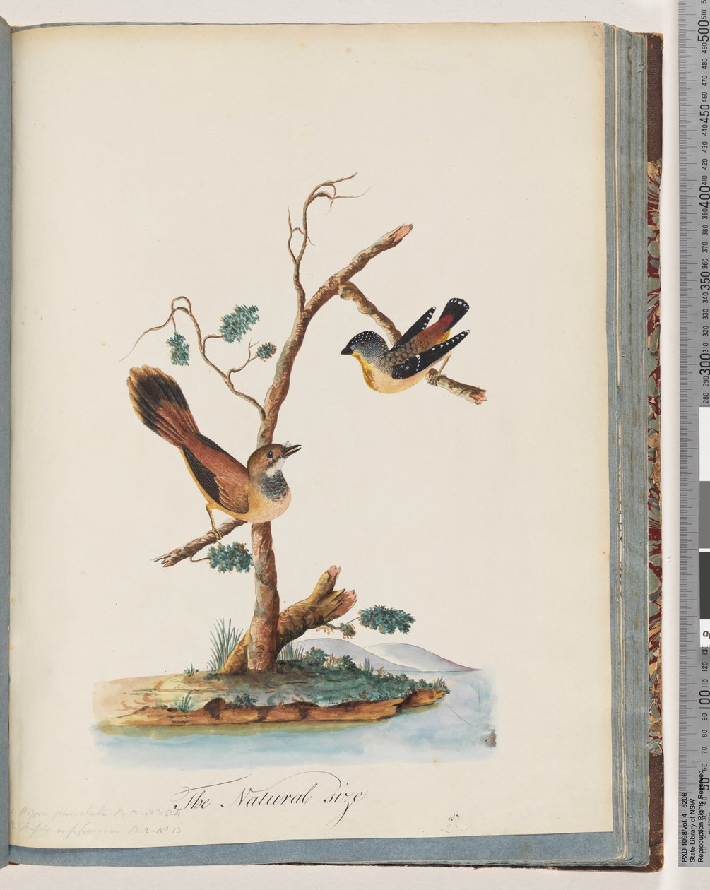 72. oldal 1. Foltos Pardalote. Pipra punctata 2. Azonosítatlan madár. Muscicapa rufifrom alkotó: Unknown artist
