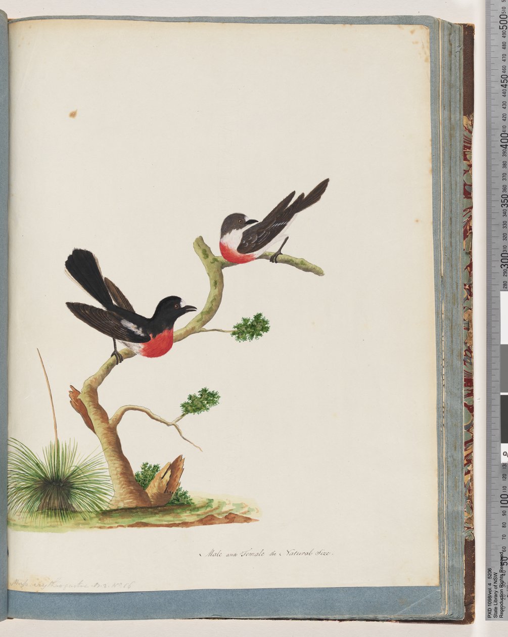 73. oldal Scarlet Robins alkotó: Unknown artist
