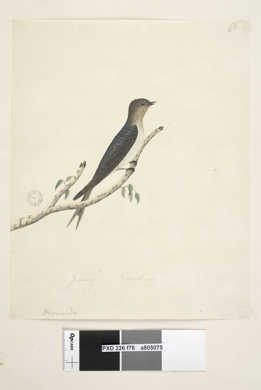 76. oldal Hirundo. alsó közepén más kézben január Természetes méret Üdvözöljük fecske Hirundo neoxena, 1791-92 alkotó: Unknown artist