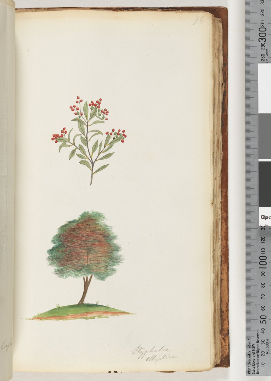 76. oldal Styphelia elliptica / Tree Broom Heath alkotó: Unknown artist
