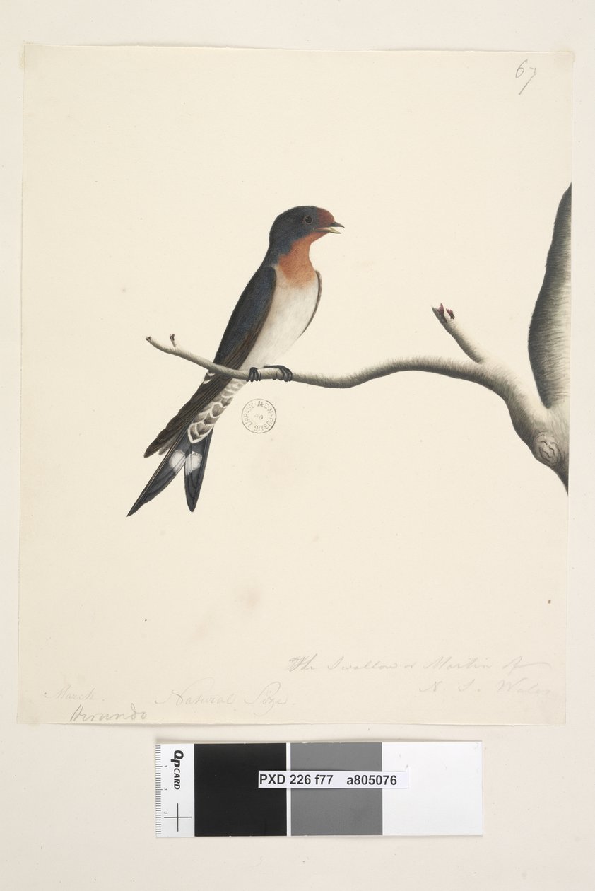 77. oldal Hirundo. fenti cím más kézben márc. Természetes méret. jobbra lent a harmadik kézben The Swallow vagy Martin of N.S. Wales. Üdvözöljük Fecske Hirundo neoxena, 1791-92 alkotó: Unknown artist