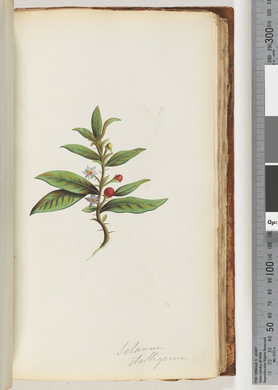78a. oldal. Solanum stelligerum / Star Nightshade alkotó: Unknown artist