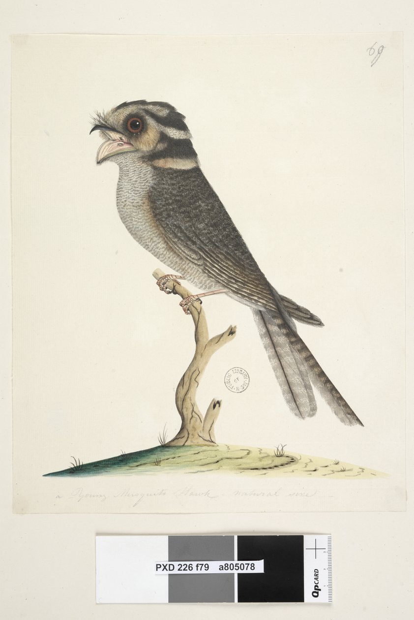 79. oldal Fiatal Musquito Hawk, természetes méretű Owlet Nightjar Aegotheles cristatus, 1791-92 alkotó: Unknown artist