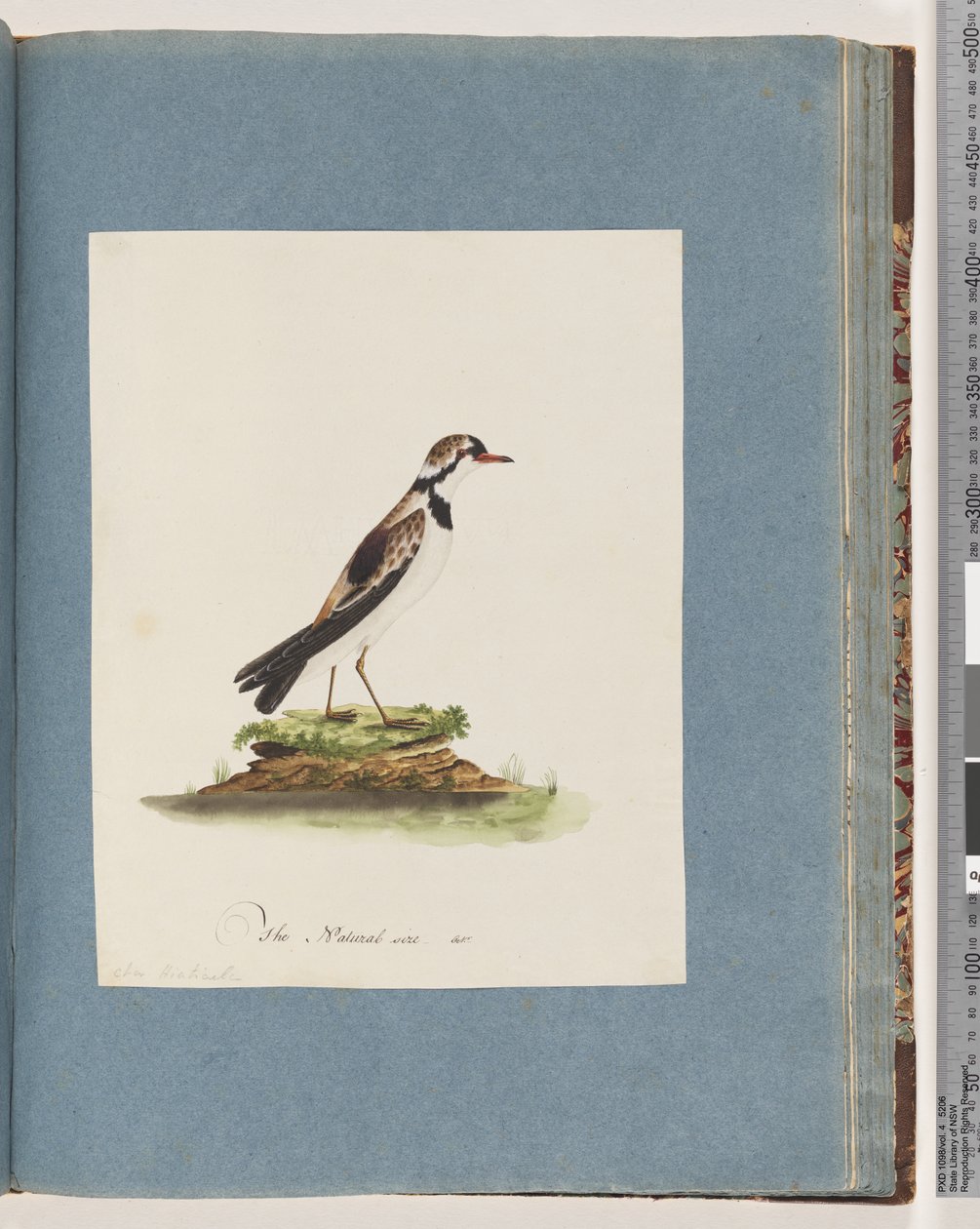 79. oldal Feketehomlokú Dotterel. Charadrius Hiaticula alkotó: Unknown artist