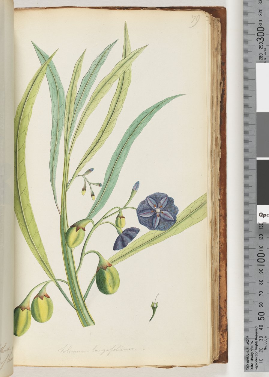 79. oldal Solanum longifolium alkotó: Unknown artist