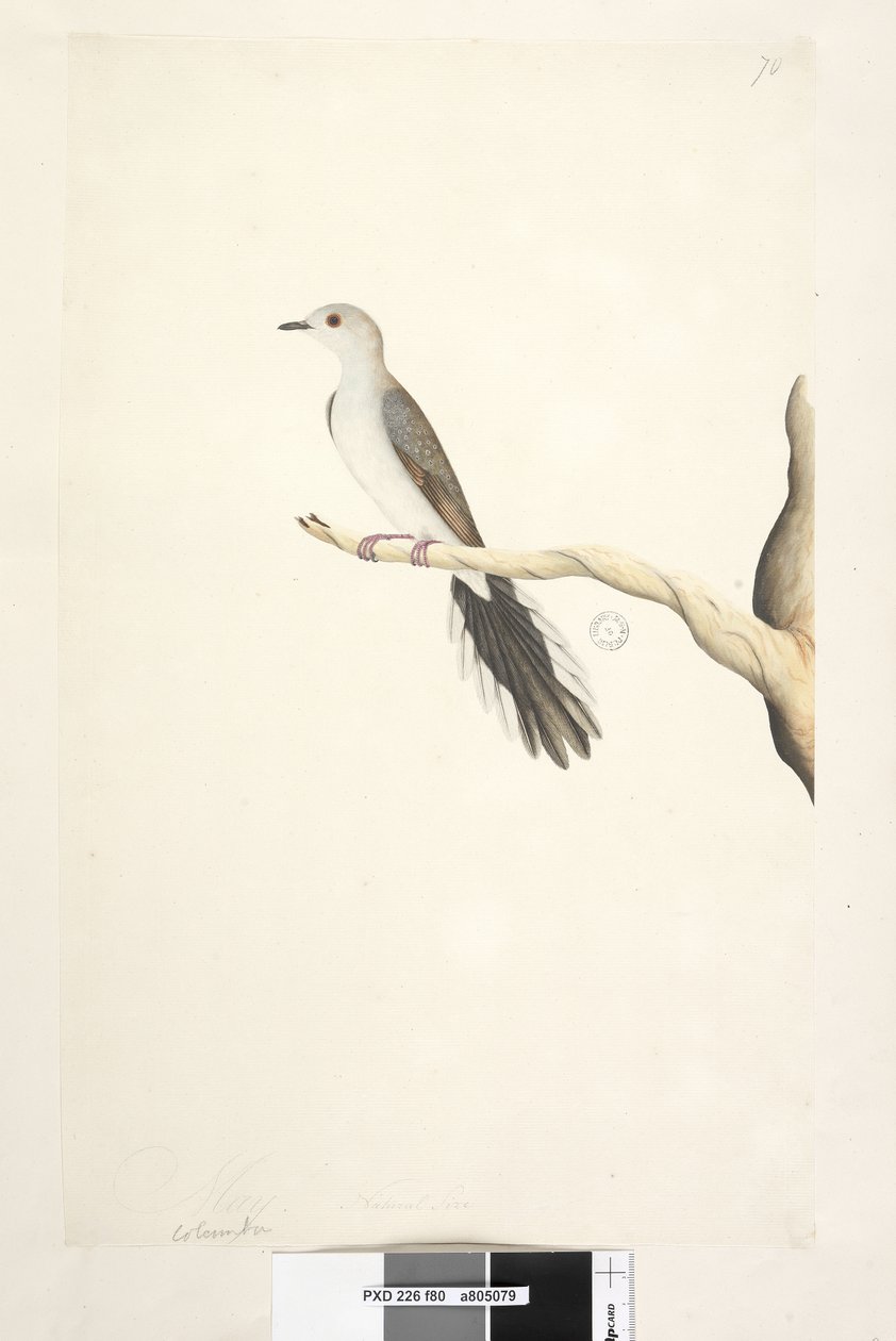 80. oldal Columba. fenti cím más kézben május. Természetes méretű Diamond Dove Geopelia cuneata, 1791-92 alkotó: Unknown artist