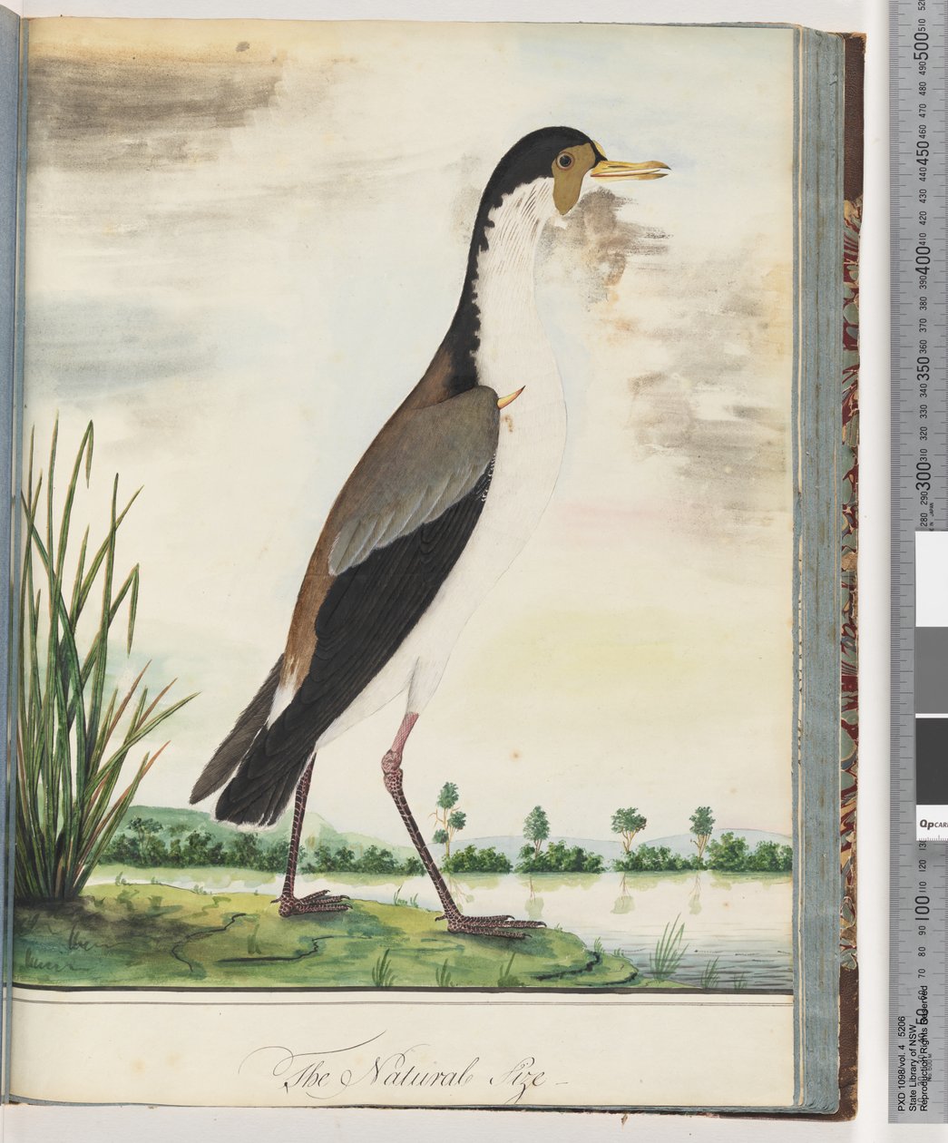 80. oldal. Álarcos lile vagy sarkantyú, szárnyas lile alkotó: Unknown artist