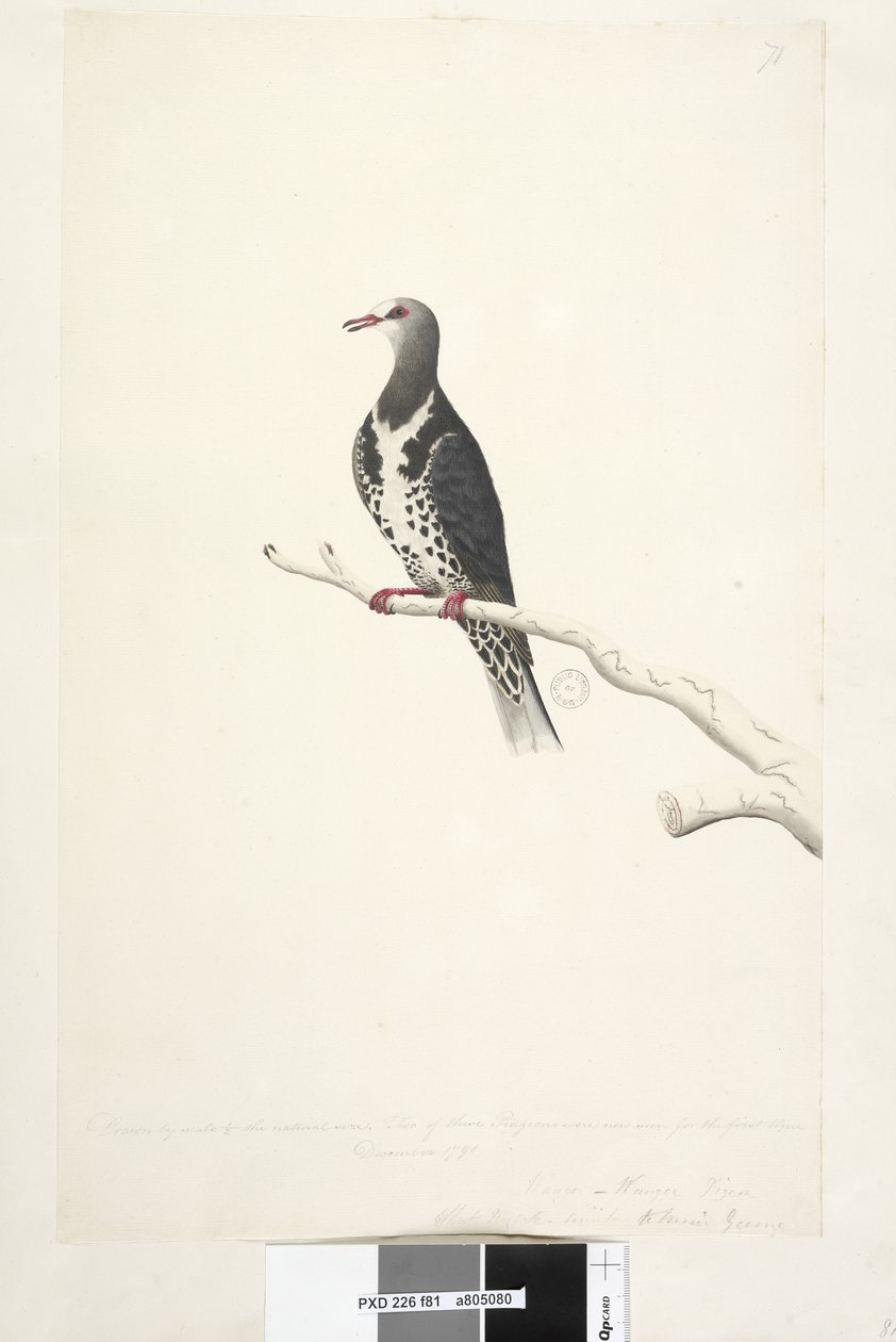 81. oldal Wunga, Wungee Pigeon. A természetes méret 1/2-e léptékkel rajzolva. E galambok közül kettőt most láttak először 1791 decemberében... hasonló... Wonga galamb Leucosarcia melanoleuca, 1791-92 alkotó: Unknown artist