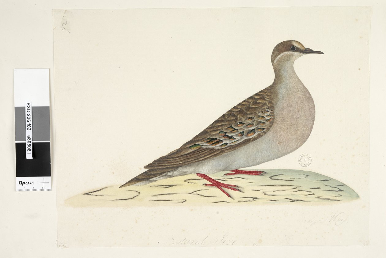 82. oldal Bronzszárny. alsó közepén különböző kézben Természetes méretű közönséges bronzgalamb Phaps chalcoptera, 1791-92 alkotó: Unknown artist
