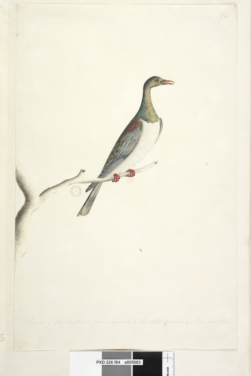 84. oldal. Norfolk-sziget galambja a természetes méret 1/2-es léptékével rajzolva. Kétséges írisz, Norfolk-szigeti galamb Hemiphaga novaeseelandiae spadicea, 1791-92 alkotó: Unknown artist
