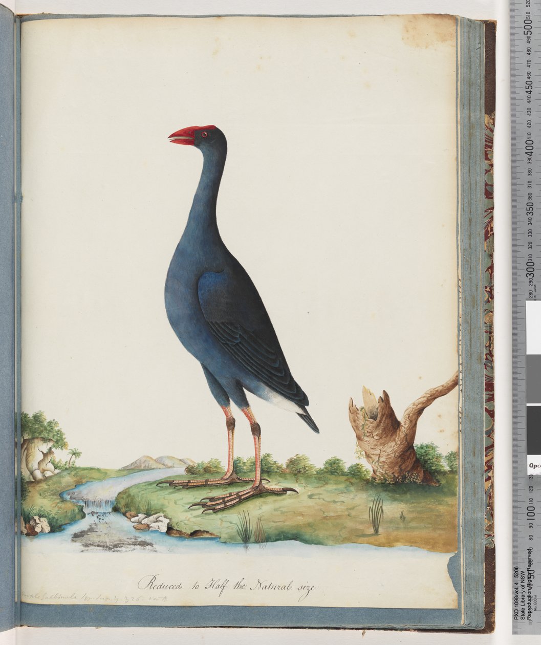 84. oldal Lila mocsár. Lila Gallinule alkotó: Unknown artist