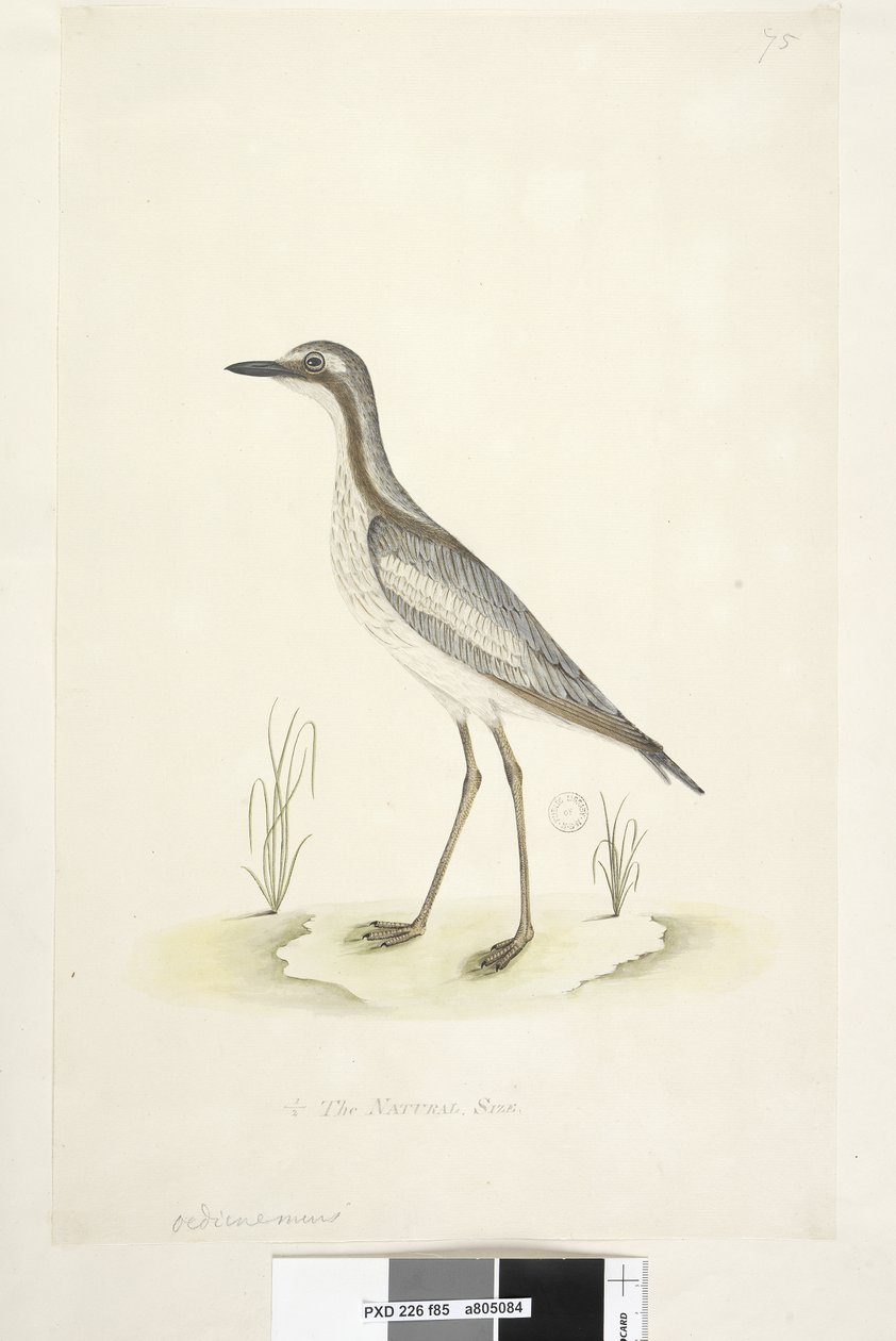 85. oldal Oedicnemus. alsó közepén különböző kézben 1/2 a természetes méretű déli kő, Curlew Burhinus magnirostris, 1791-92 alkotó: Unknown artist