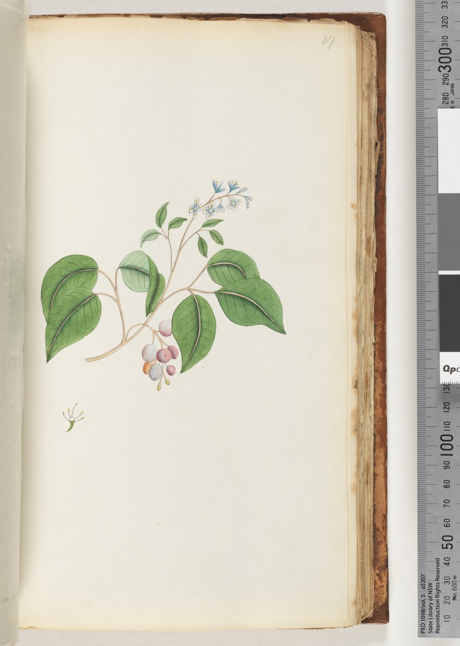 87. oldal. Azonosítatlan növény alkotó: Unknown artist