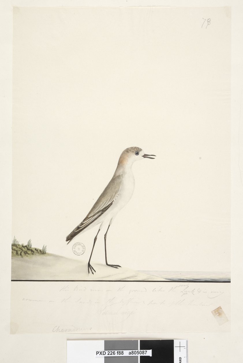 88. oldal Charadrius. keretvonal alatt, más kézben Ez a madár úgy fut a földön, mint a homoki pacsirta, és nagyon gyakori a homokon a kikötő különböző részein. ez alatt harmadik kézben Természetes méret Piros, sapkás Dotterel Charadrius alexandrinu alkotó: Unknown artist
