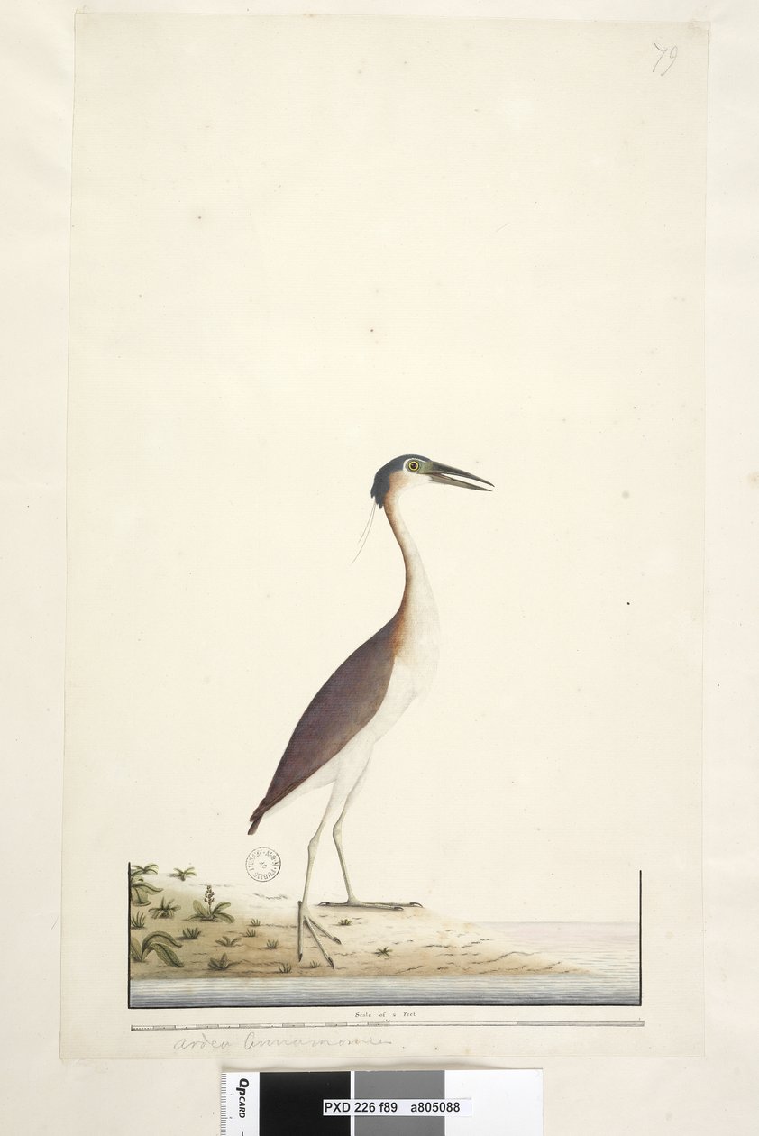 89. oldal Ardea ..?.. Nankeen Night, Heron Nycticorax caledonicus, 1791-92 alkotó: Unknown artist