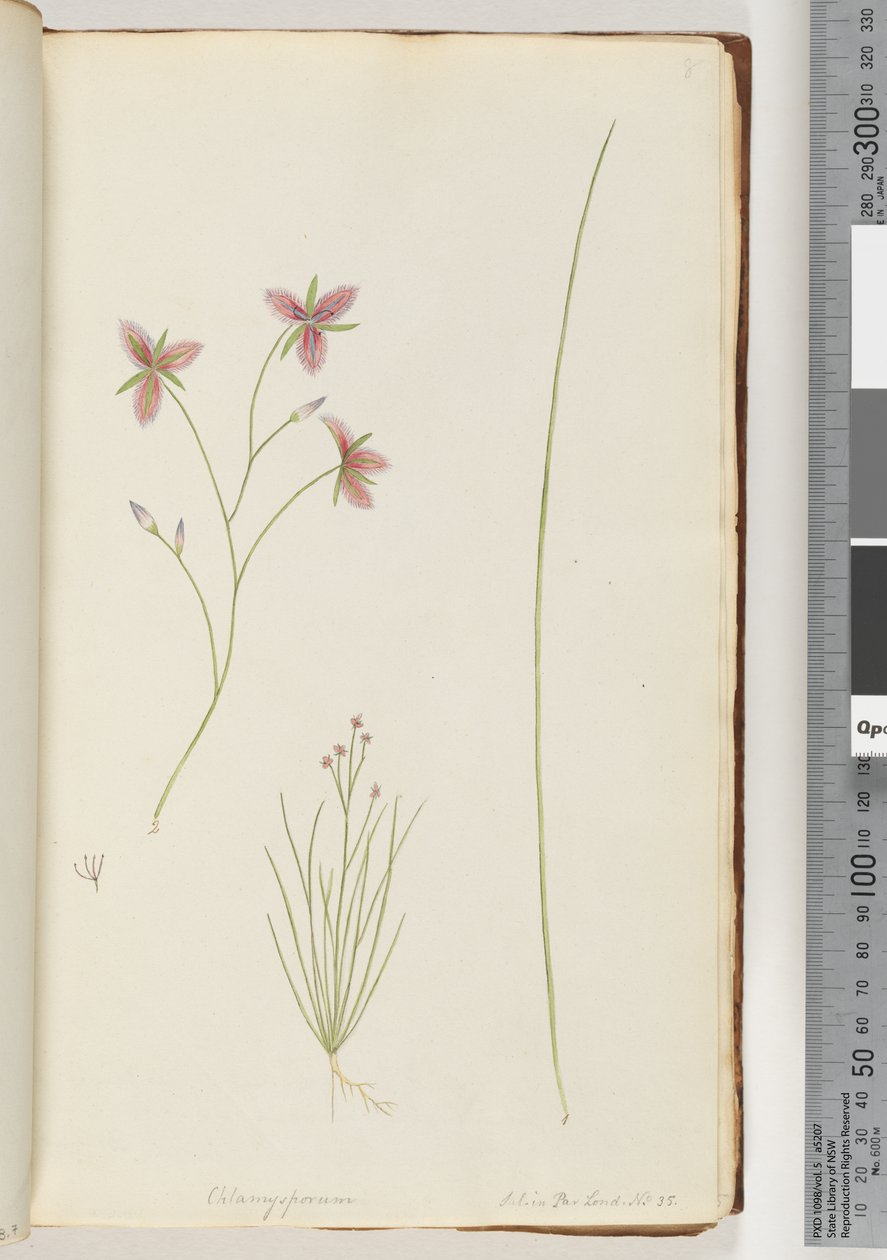 Page 8. Chlamysporum Sal. in Par Lond. No. 35 alkotó: Unknown artist