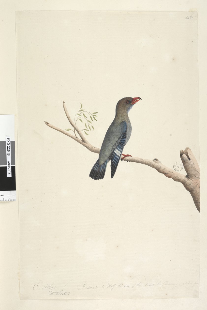 8. oldal Coraciae. alsó széle mentén különböző kézben október. A Madár méretének felére kicsinyítve a rajzot a Dollar, Bird Eurystomus orientalis, 1791-92-ből vették. alkotó: Unknown artist