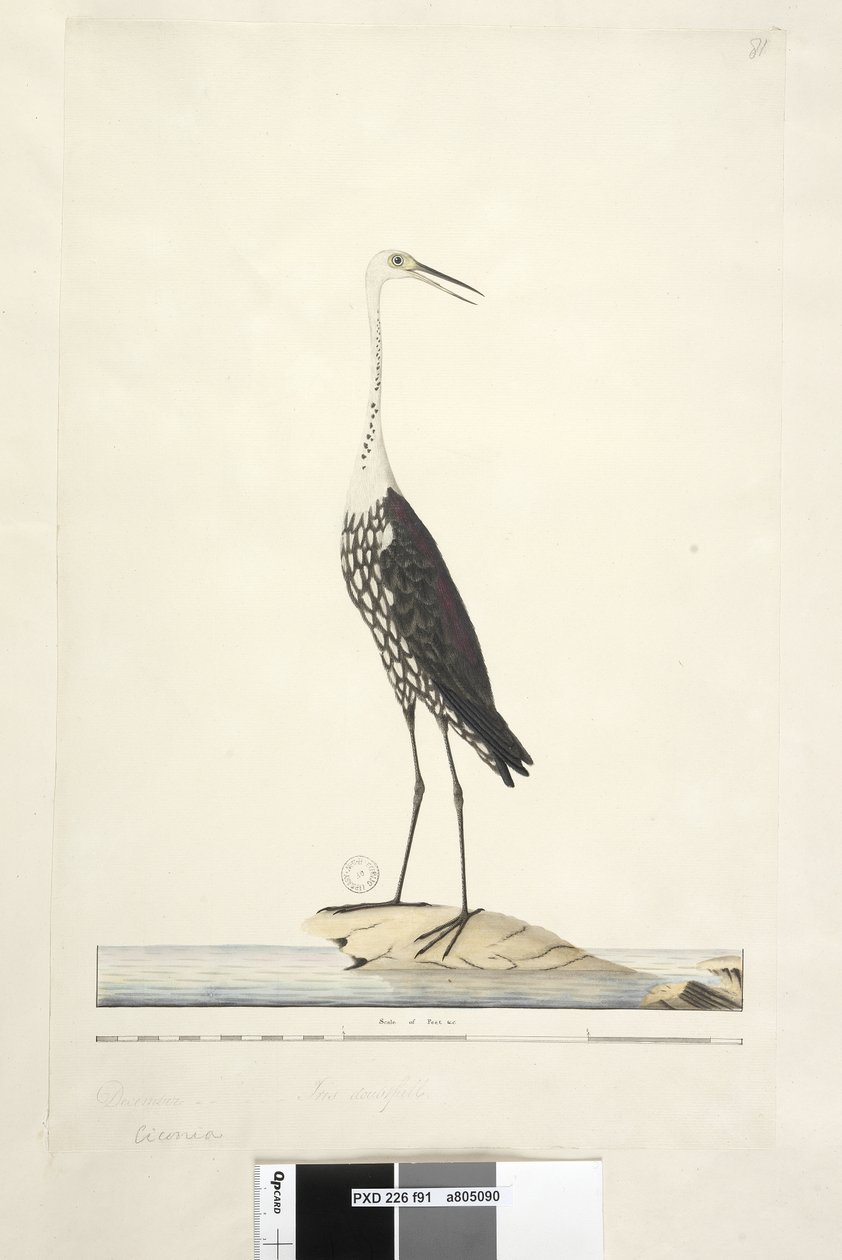 91. oldal Ciconia. fenti cím más kézben December, írisz kétséges fehér, nyakú gém Ardea pacifica Notophoyx pacifica, 1791-92 alkotó: Unknown artist