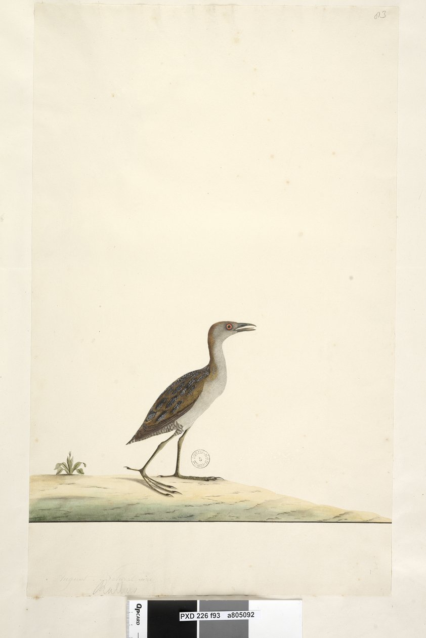93. oldal Rallus. fenti cím más kézben augusztus. Természetes méretű Marsh Crake Porzana pusilla, 1791-92 alkotó: Unknown artist