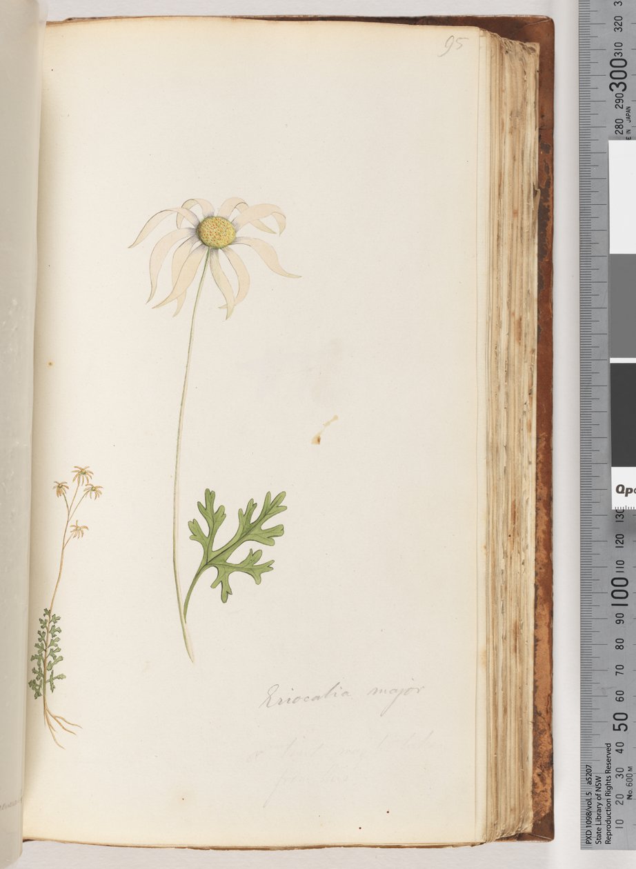 95. oldal Eriocalia major alkotó: Unknown artist