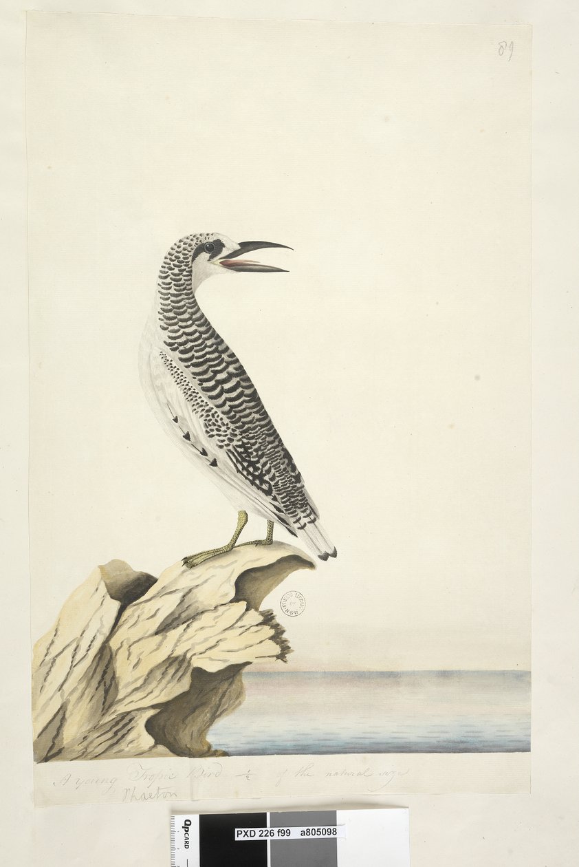 99. oldal Phaeton. különböző kézben Fiatal trópusi madár a természetes méret 1/2-e Red, Tailed Tropicbird Phaethon rubricauda, 1791-92 alkotó: Unknown artist