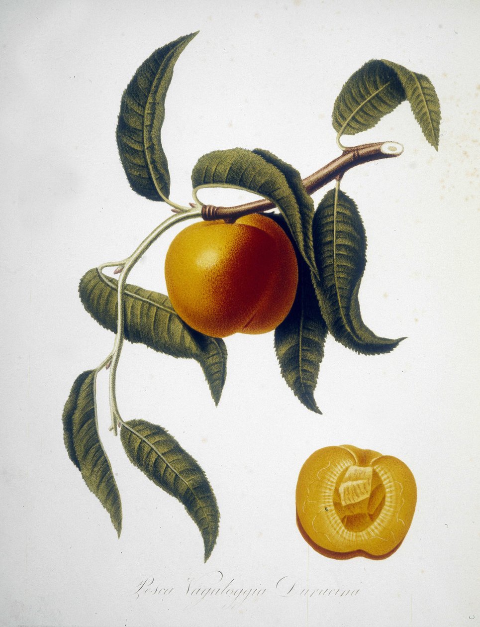 Pesca Vagaloggia Duracina (Horgász- és horgászág). 19. századi herbárium. alkotó: Unknown artist