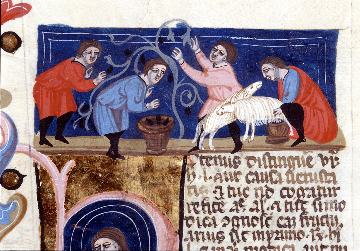 Gyümölcsszedés és juhtej fejés. Kézirat a 14. századból. biblioteca Nazionale Braidense. Milánó alkotó: Unknown artist