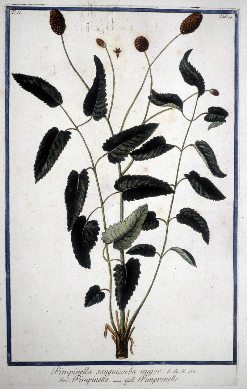 Pimprenelle: Pimpinella Sanguisorba major. alkotó: Unknown artist