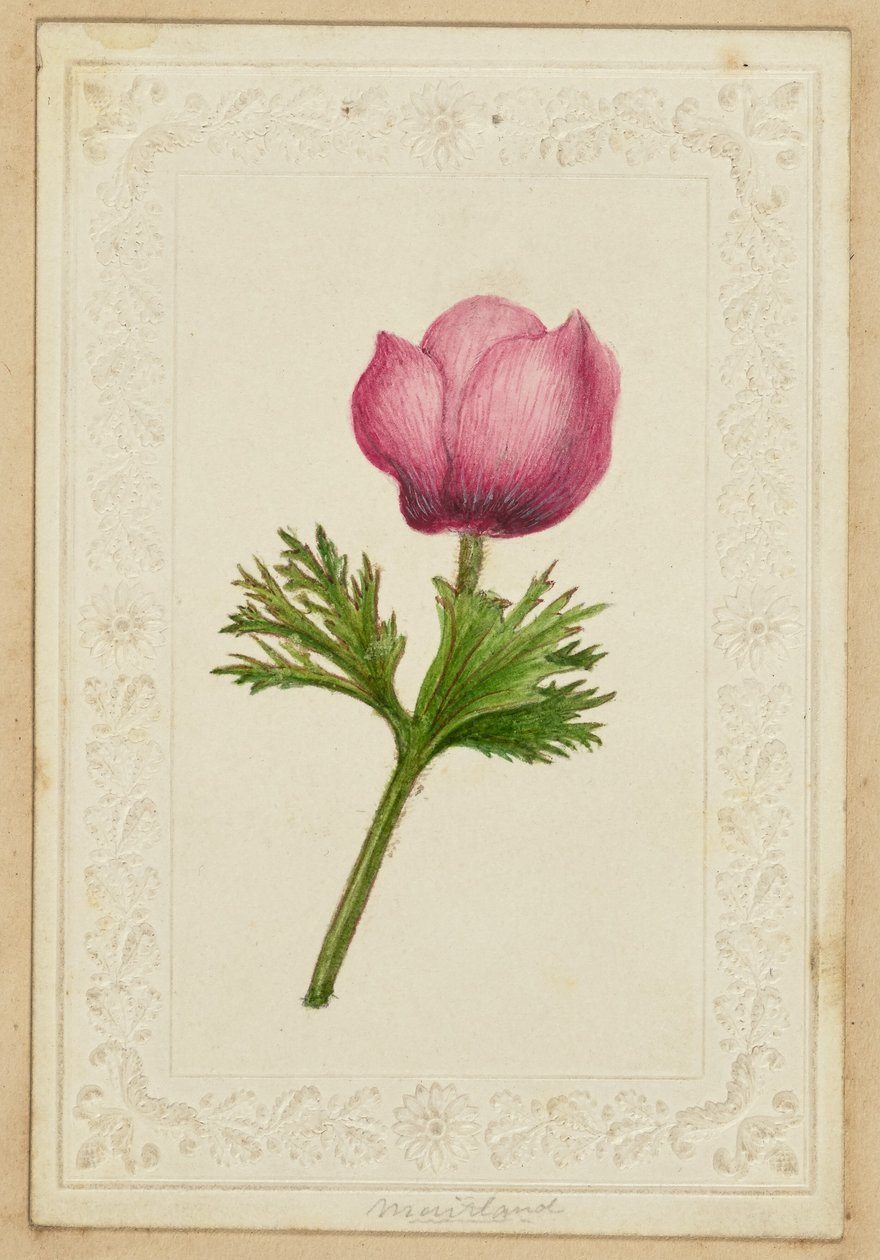 [Rózsaszín virágos jegyzetkártya] alkotó: Unknown artist