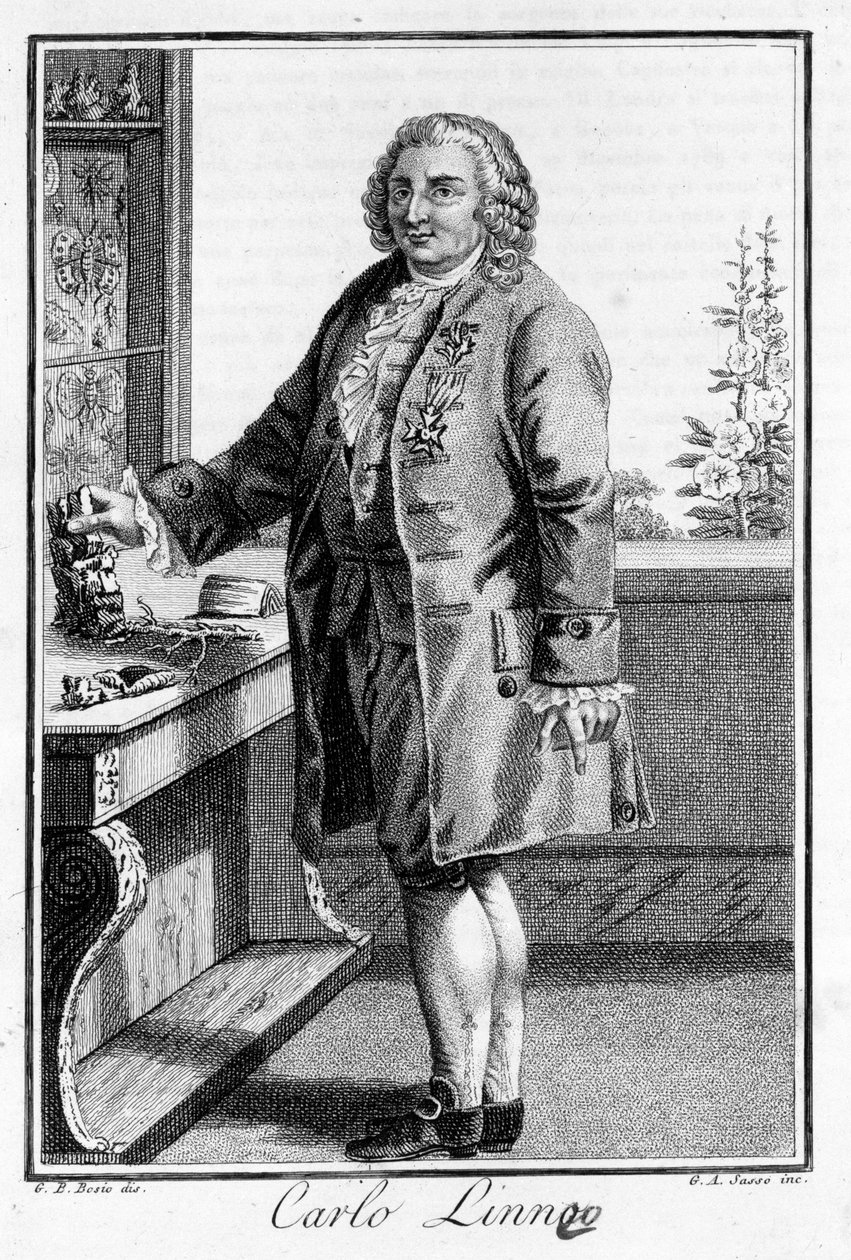 Carl Von Linné svéd természettudós és író (1707 - 1778) portréja. SD. századi metszet. alkotó: Unknown artist