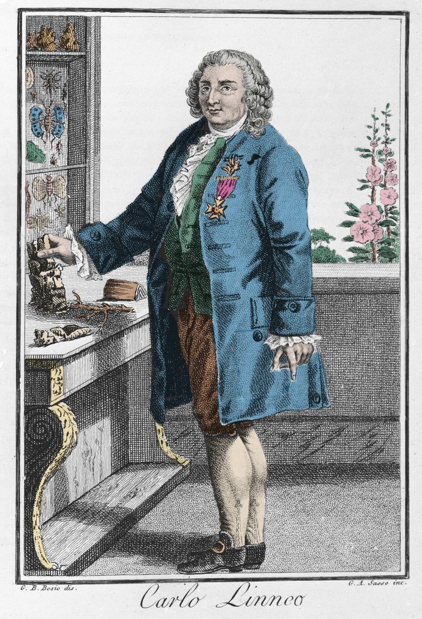 Charles Linne portréja (Carl von Linne, Linneus alkotó: Unknown artist