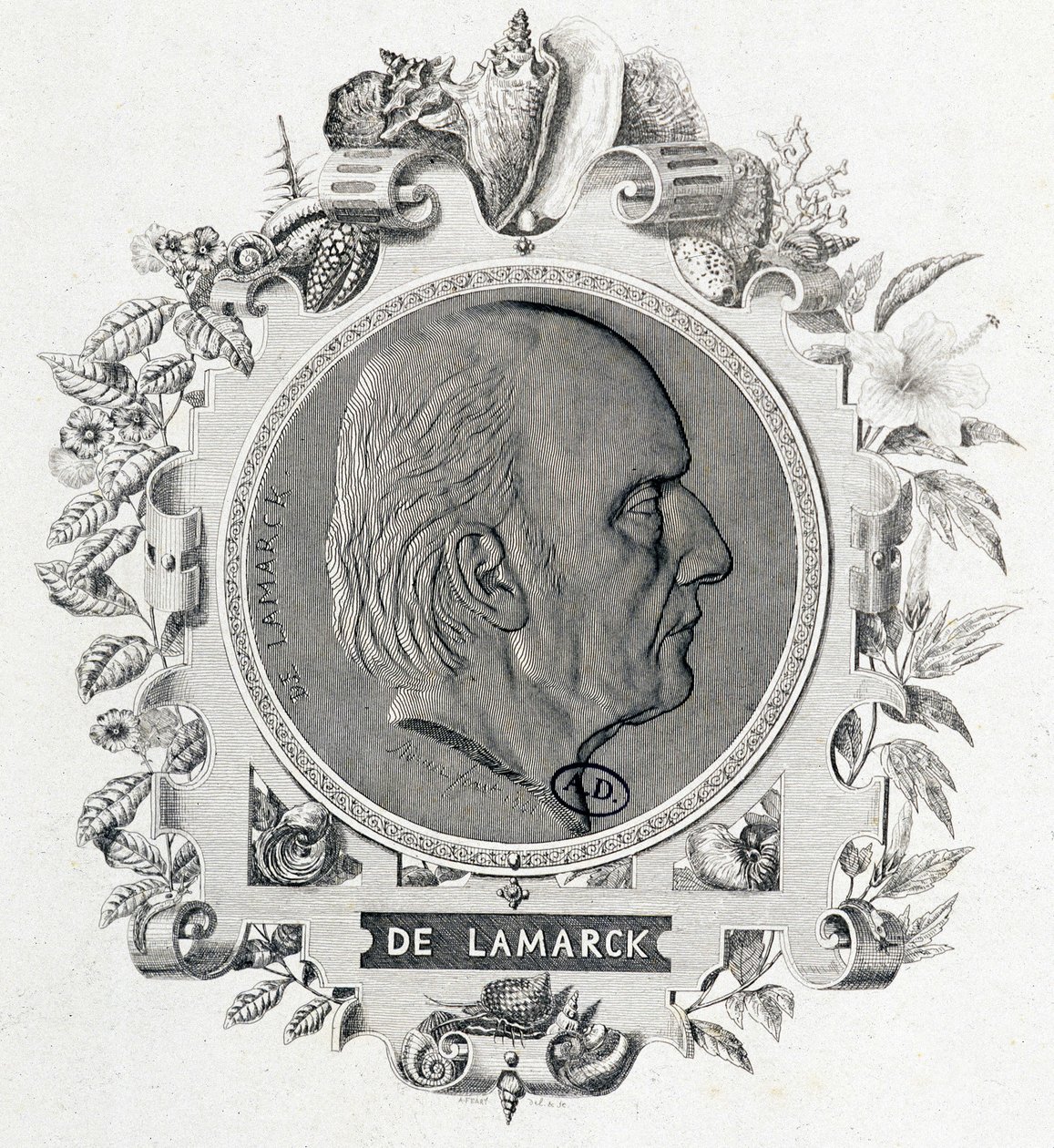 Jean Baptiste Lamarck portréja - metszet alkotó: Unknown artist