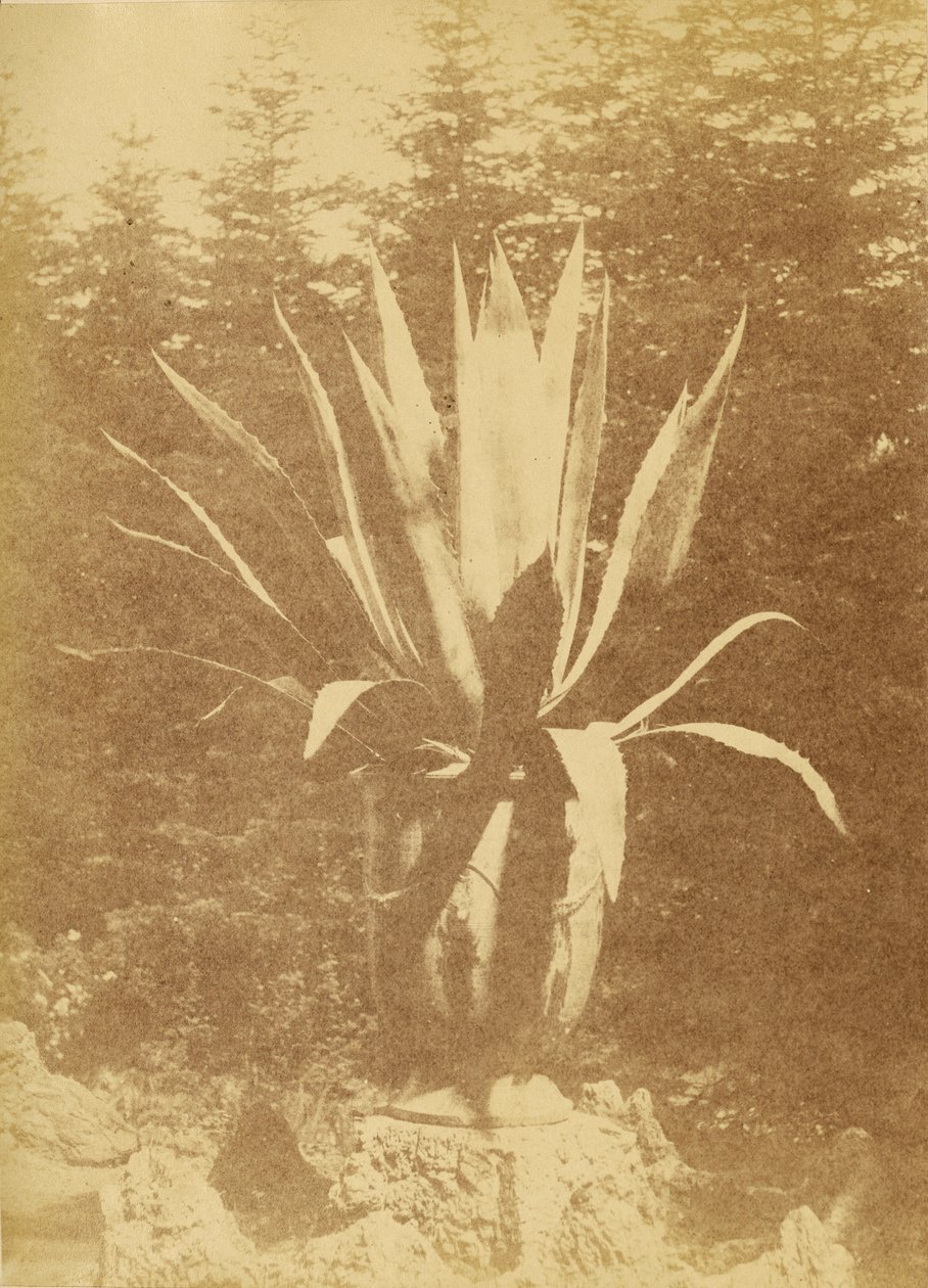 [Cserepes növény] alkotó: Unknown artist